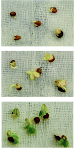 Enhanced 3-day radish seed germination timeline with Scalaris structured water showing accelerated sprouting